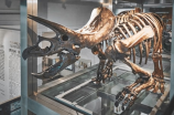 甲强龙化石将亮相中国恐龙博物馆
