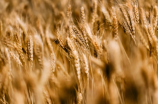 今日小麦一斤价格表：农业部发布调查报告
