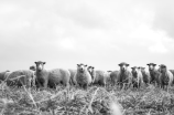 沉默的羔羊4：羊人续命宣言