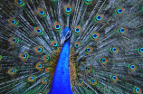 夜孔雀：羽毛的多彩之美