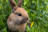 小白兔进化史：从草原萌宠到人类伙伴